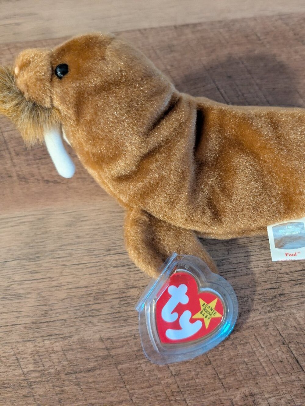 TY Beanie Baby “Paul” Walrus 🦭 | Vintage Plush w/ Tag Protector 1999